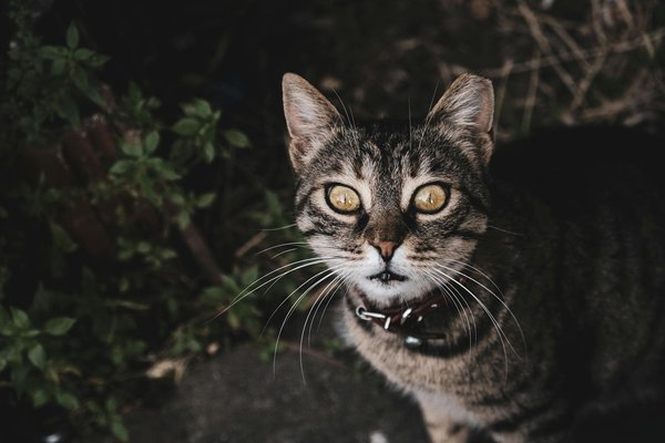 How do seasonal changes impact pet care in the UK?